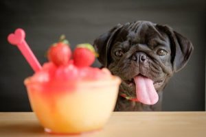 4 oppskrifter på smoothie for hunder