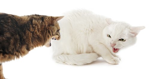 To katter som freser mot hverandre