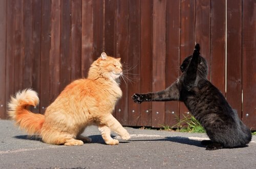 To katter slåss på gaten