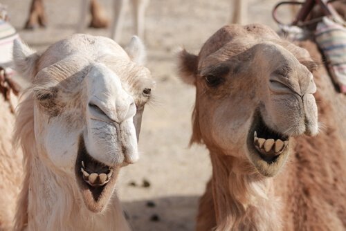 Forskjellene mellom kameler og dromedarer