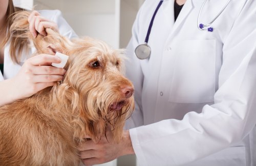 Hunden blir sjekket hos veterinæren