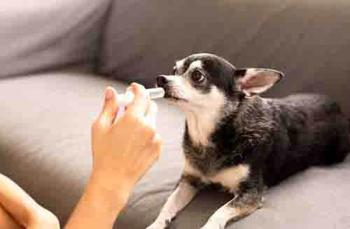 hund med nåleløs sprøyte i munnen