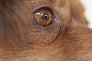 Øyekatarr hos hunder: symptomer, forebygging og behandling