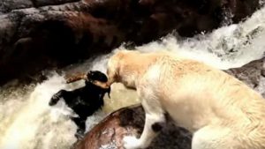 Hunden som reddet en annen hund fra å drukne i elven