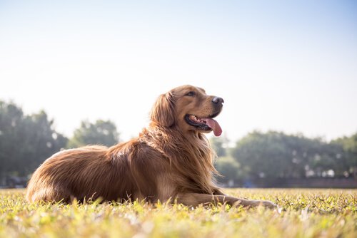 Hundens avføring: Hva kan den fortelle deg om hundens helse?
