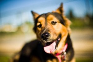 Hundens snute: Alt man trenger å vite om denne