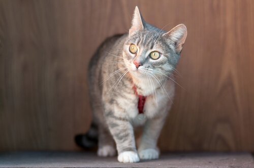 Bør katter ha på seg et halsbånd?