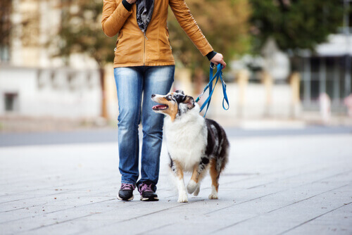 Kvinne går med hunden sin med slakk på båndet