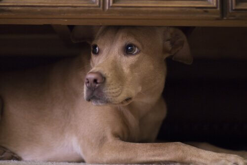 Blandingshund gjemmer seg under en seng