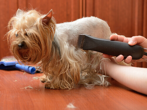  Klippe hundens hår med en elektrisk barbermaskin
