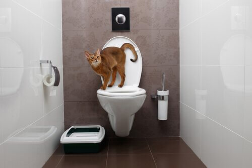 En katt som står på toppen av et toalett