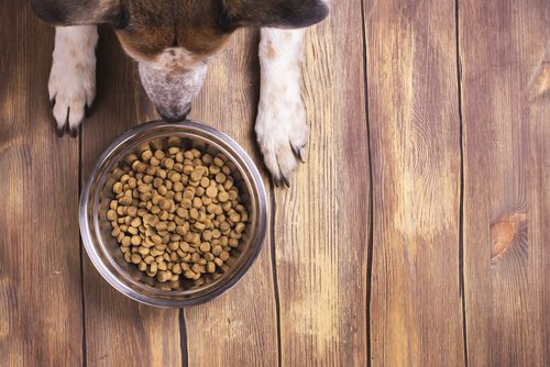 Hvordan kan jeg få hunden min til å spise hundemat?