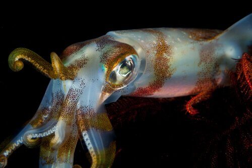 Forskjellen mellom andre blekkspruter og sepiida