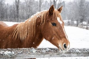 Ta vare på hesten din om vinteren