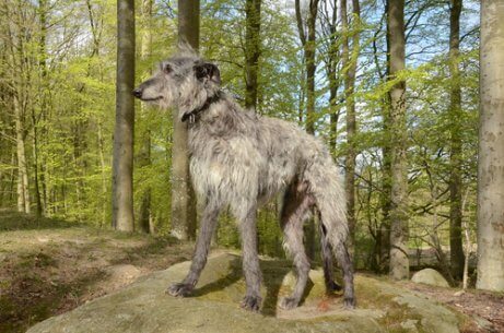 En skotsk greyhound