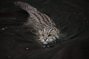 Fiskerkatter, et kattedyr i fare for utryddelse