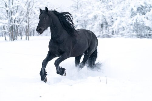 Hest i snø.