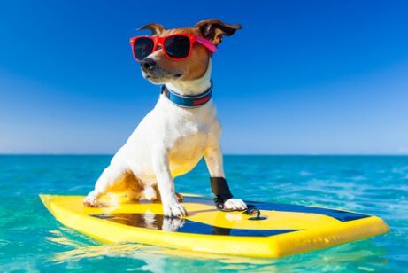En hund på et surfebrett