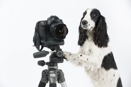 En hund som står ved siden av et stativ ser ut som om han tar et bilde