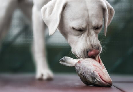 Hunden spiser et rått fiskhode