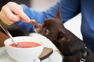 Kan du gi suppe til hunden din?