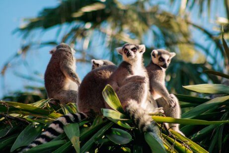 Lemurer sitter i toppen av et tre