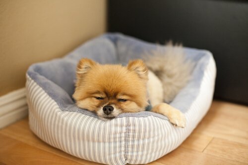 En liten hund sover i hundeseng
