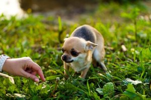 Tips for hvordan å nærme deg en skremt hund