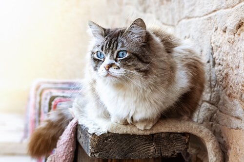 Bilde av en langhåret katt med blå øyne.