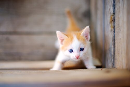 Bilde av en liten kattunge med flekkete pels.