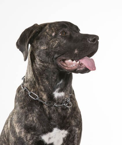 Dogo canario: en særegen hunderase