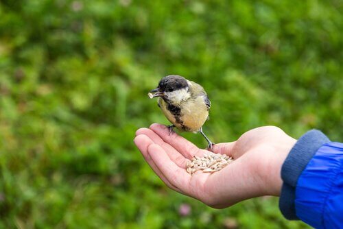 Fugl spiser frø fra en hånd.