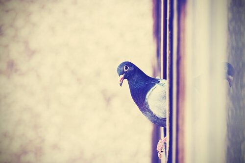Bilde av en due i et vindu.