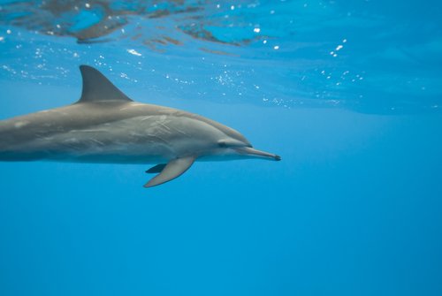 Delfin svømmer i vann.