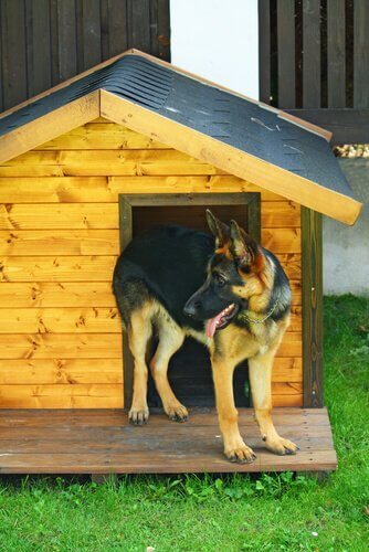 Et flott hundehus som dette vil være bra for hunden din