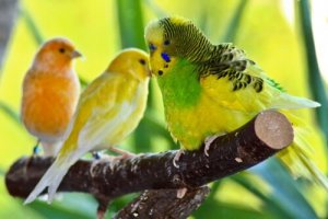 Fugler som kjæledyr: Hvilke bør man velge?