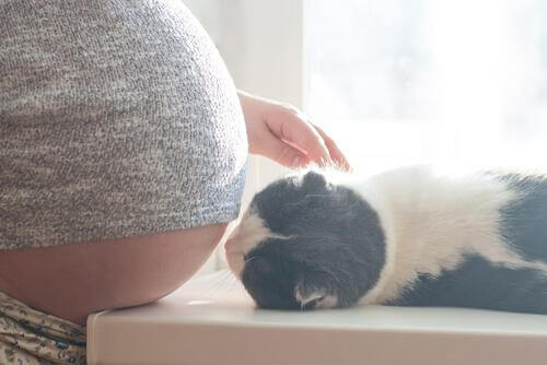 Myter rundt graviditet og katter: ikke tro på alt du hører!