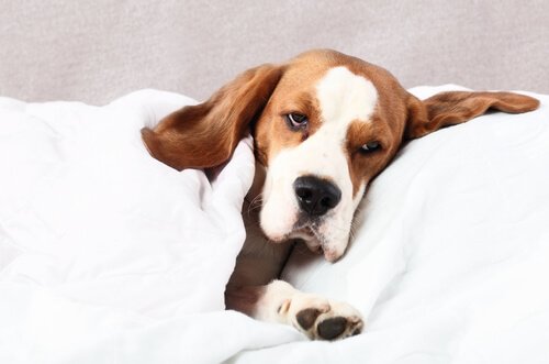 Hund med Lyme borreliose ligger i sengen