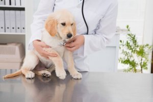 Hvordan velge en ideell veterinær til kjæledyret ditt