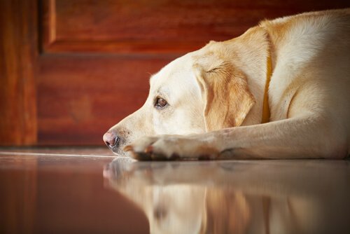 Hund slapper av på gulv - coronavirus hos hunder