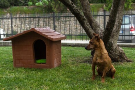 En hund ved siden av et hundehus