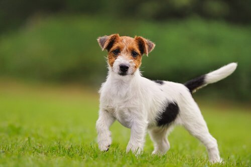 Jack russell-terrier