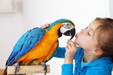 Blå og oransje papegøye blir matet av en liten jente