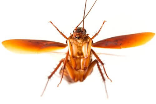 Bilde av en kakkerlakk.