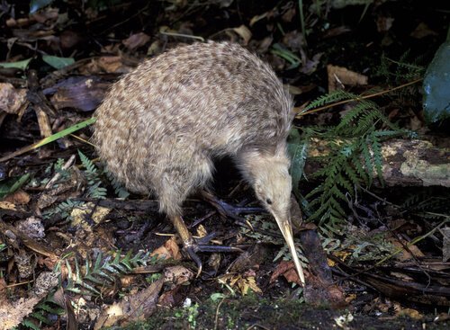  Kiwi er nasjonalfuglen i New Zealand