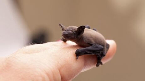 Kvinne som redder flaggermus holder en babyflaggermus med fingrene