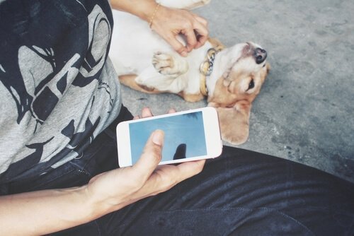 Hund på gaten med eieren med en smarttelefon i hånden
