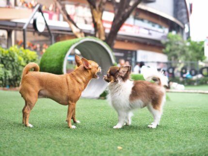To små hunder i parken