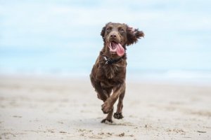 Daglig trening for hunden din: Hva er nok?
