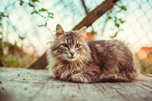 10 grunner til å adoptere en voksen katt